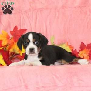 Tulip, Boston Terrier Mix Puppy